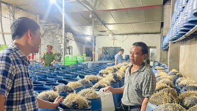 Triệt phá cơ sở sản xuất hàng trăm tấn giá đỗ ngậm hóa chất 