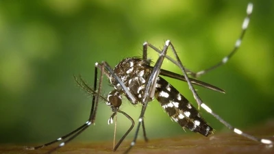 Bộ Y tế khuyến cáo khẩn biện pháp giám sát, phòng chống bệnh Chikungunya