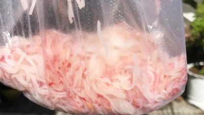 Vụ bún đổi màu đỏ ở Đà Nẵng do bảo quản không đảm bảo