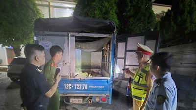 Cao Bằng phát hiện 4 xe tải vận chuyển 35 con lợn không rõ nguồn gốc