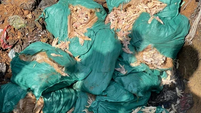 Cao Bằng tiêu huỷ gần 500 kg chân gà đông lạnh, mùi hôi thối