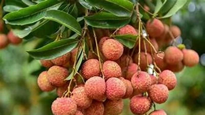 Vải vào mùa tuyệt ngon nhưng nhóm người này hạn chế ăn