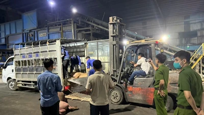Kinh hoàng 1 tấn thịt lợn chết đang vận chuyển đi tiêu thụ 