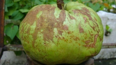 Lợi ích của quả sông chua