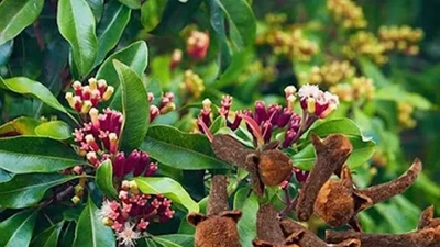 Uống nước ngâm đinh hương khi bụng đói có tác dụng gì?