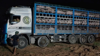 Phú Thọ tiêu hủy gần 200 con lợn bị bệnh