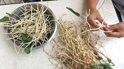 Rễ cây diếp cá tưởng bỏ đi lại là vị thuốc đại bổ