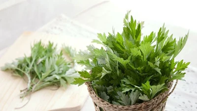 Cách sử dụng ngải cứu chữa rối loạn tiền đình