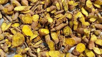 Hà Nội rà soát, thu hồi triệt để lô dược liệu Hoàng Đằng