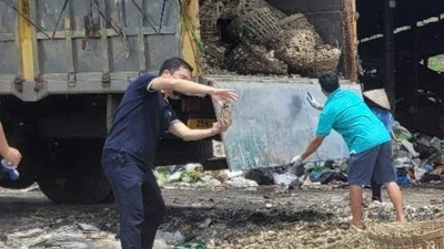 Quảng Ninh phát hiện 3.100 kg hàu không rõ xuất xứ