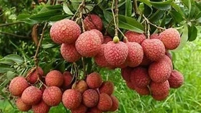 4 lợi ích của quả vải 