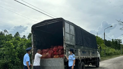 Quảng Ninh bắt giữ gần 17 tấn ngao, hàu không xuất xứ