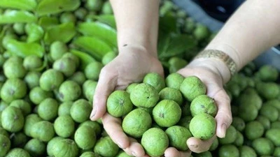 5 tác dụng của quả sấu