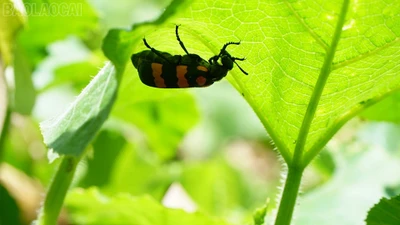 Người đàn ông tử vong nghi ngộ độc do ăn sâu ban miêu