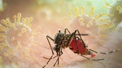 Hà Nội chủ động phòng chống dịch bệnh chikungunya 