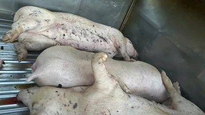 Điều tra vụ 9 con lợn chết không rõ nguồn gốc tại cơ sở giết mổ
