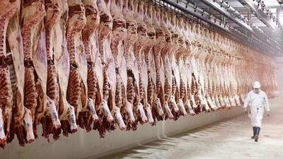 Các nước kiểm định thịt động vật nghiêm ngặt thế nào?
