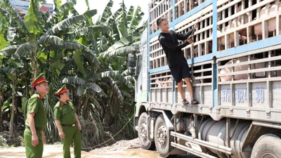 Ngăn chặn 18 tấn lợn nhiễm dịch trên đường đi tiêu thụ