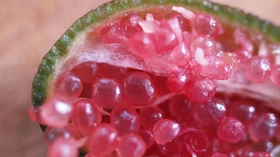Loại quả 'trứng cá hồi' đắt không tưởng, thu hút đại gia