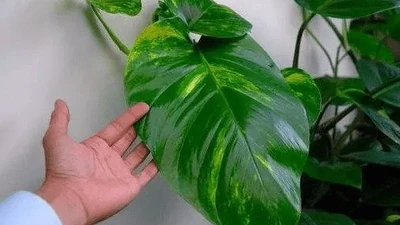 6 loại cây cảnh đẹp nhưng âm khí mạnh, dễ hao tài tán lộc