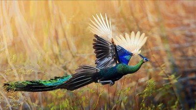 Vẻ đẹp ‘vạn người mê’ của loài chim quý hiếm nhất Việt Nam