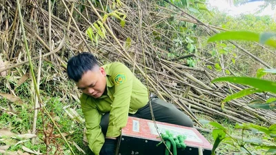 Thả 58 cá thể cầy vòi mốc về môi trường tự nhiên ở Hà Tĩnh