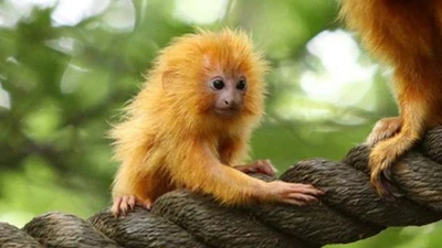 Những loài vật hồi sinh ngoạn mục từ bờ vực tuyệt chủng