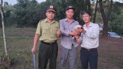 Người dân TP Huế giao nộp cá thể gà lôi trắng quý hiếm