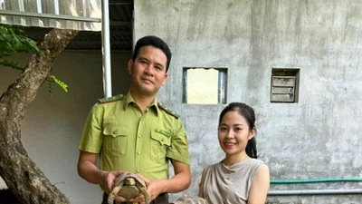 Người dân Hà Tĩnh giao nộp 2 cá thể rùa vàng quý hiếm