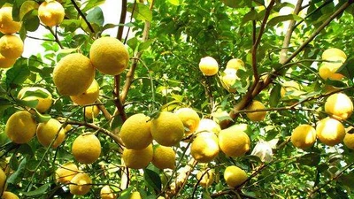  6 loại cây ăn quả mang tài lộc, may mắn đến không ngờ