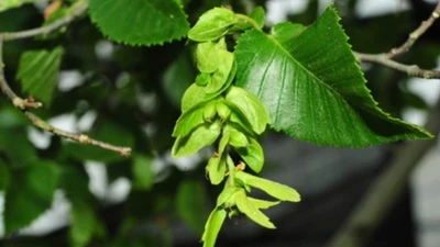 Cây cổ đại Trung Quốc từng tuyệt chủng, sống sót ngoạn mục