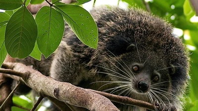 Loài vật đen thui lụi, mùi như bắp rang bơ, chỉ Việt Nam có