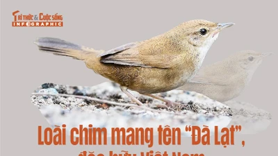 [INFOGRAPHIC] Loài chim mang tên “Đà Lạt”, đặc hữu Việt Nam