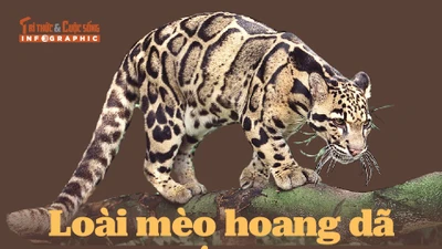 INFOGRAPHIC: Loài mèo hoang dã đẹp nhất Việt Nam