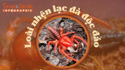 [INFOGRAPHIC] Loài nhện lạc đà độc đáo của Việt Nam