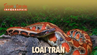 Infographic: Loài trăn kỳ lạ nhất Việt Nam