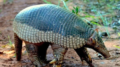 Sự thật gây sốc về loài tatu khổng lồ, móng vuốt dài 20 cm