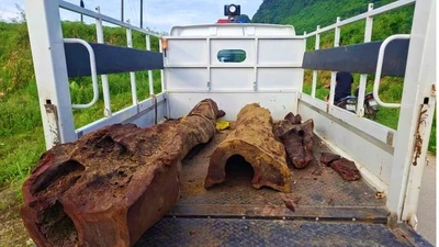 Đi bắt cá, người dân "mò" được gốc gỗ nghi sưa đỏ quý hiếm