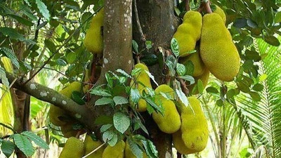 4 cây tụ lộc trời ban: Chặt là mất phúc 