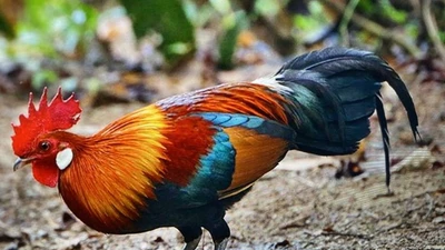 Sửng sốt loài gà hoang dã, kỳ bí nhất Việt Nam