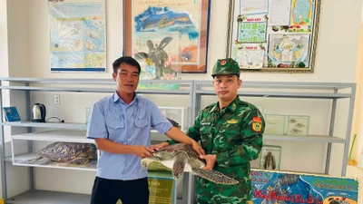 Thả cá thể rùa biển nặng 12kg về môi trường tự nhiên
