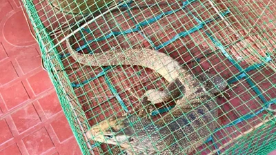 Người dân tự nguyện giao nộp cá thể kỳ đà hoa quý hiếm