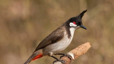 Sự thật thú vị về loài chim “hút tài lộc”, Việt Nam đầy rẫy