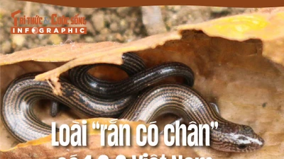 [INFOGRAPHIC]: Loài “rắn có chân” có 1-0-2 Việt Nam