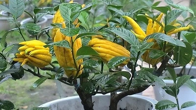 Bật mí 6 cây phong thủy trước nhà giúp tiền bạc vào như nước