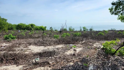 Rừng phòng hộ ven biển ở Huế bị chặt phá nghiêm trọng