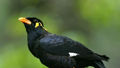 Ngỡ ngàng loài chim nhại tiếng người đỉnh nhất Việt Nam