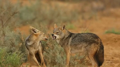 Sự thật ít biết về loài chó rừng Việt Nam ai cũng bất ngờ