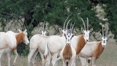 Linh dương sừng kiếm – biểu tượng huyền thoại của sa mạc Sahara