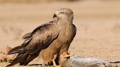8 sự thật ly kỳ ít người biết về loài diều hâu Việt Nam